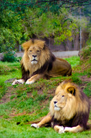 Kings ~Melbourne Zoo, Australia