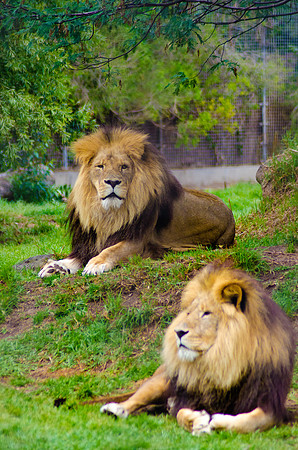 Kings ~Melbourne Zoo, Australia