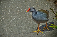 Jacana - Lily Pad Bird ~Melbourne Zoo, Australia