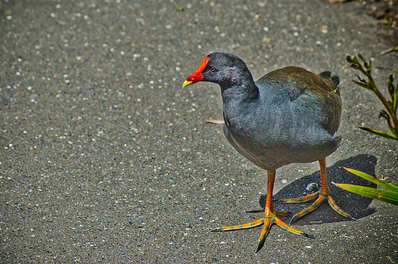 Jacana - Lily Pad Bird ~Melbourne Zoo, Australia