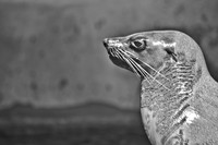 Seal ~Melbourne Zoo, Australia