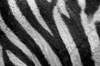 Stripes ~Melbourne Zoo, Australia