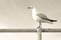 Sea Gull ~Melbourne Zoo, Australia