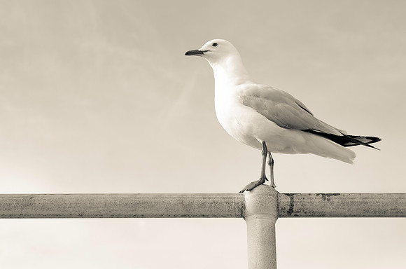 Sea Gull ~Melbourne Zoo, Australia