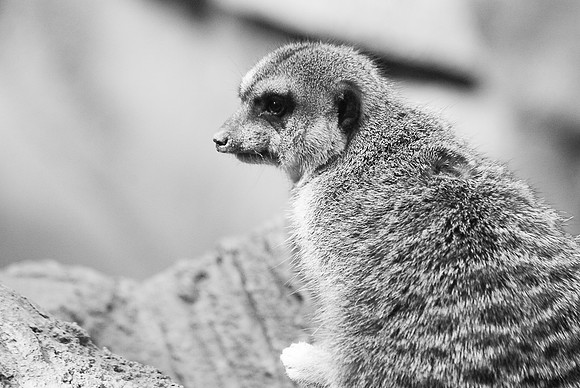 Meerkat ~Lincoln Park Zoo, Chicago, IL