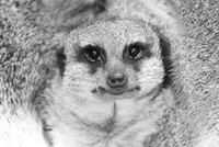Meerkat ~Lincoln Park Zoo, Chicago, IL