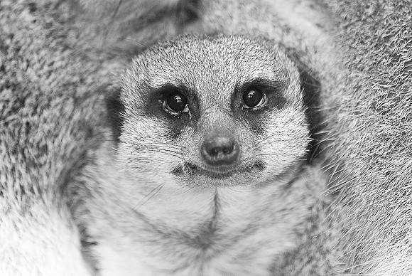 Meerkat ~Lincoln Park Zoo, Chicago, IL