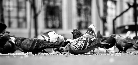 Pigeons ~Chicago, IL