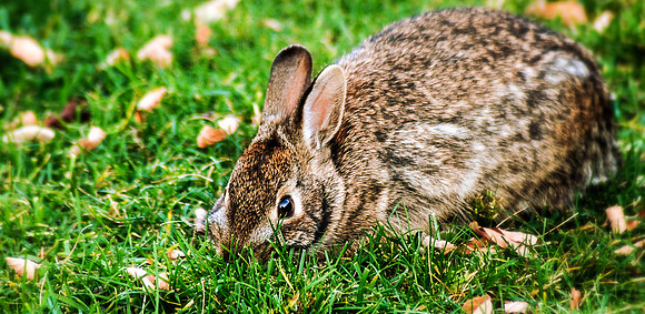 Cottontail Rabbit ~Chicago, IL