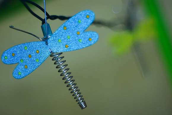 Dragonfly Lights ~Chicago, IL