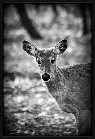 White-tailed Deer ~Mundelein, IL