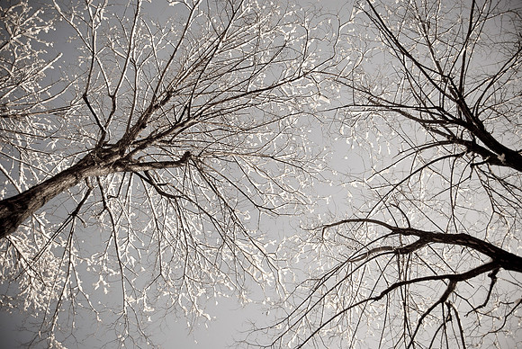 Winter Trees ~Paris, France