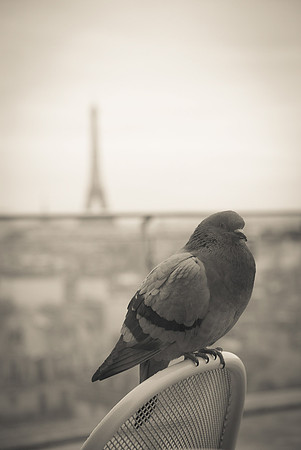 La Tour Eiffel ~Paris, France