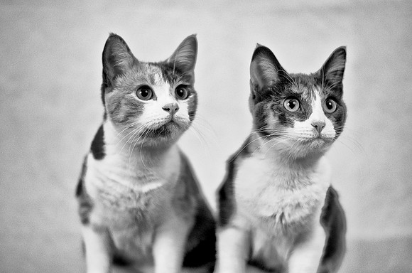 Sisters - Calicos ~Chicago, IL