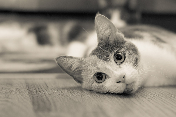 Gazing Eyes ~Chicago, IL