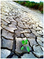 Parched ~Chicago, IL