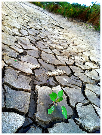 Parched ~Chicago, IL