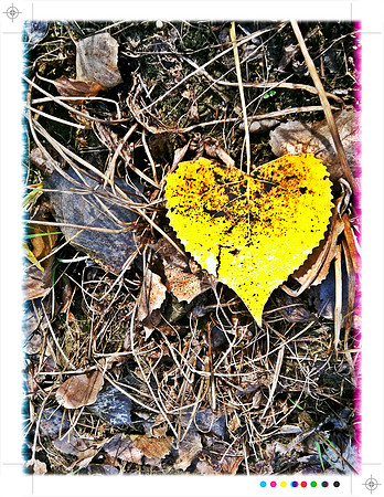 Nature's Heart ~Chicago, IL