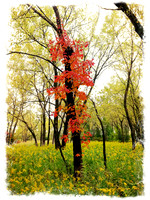 Spring Bloom ~Chicago, IL
