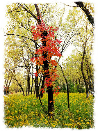 Spring Bloom ~Chicago, IL