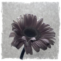 Petals ~Chicago, IL