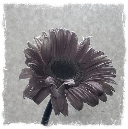 Petals ~Chicago, IL