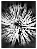 Petals