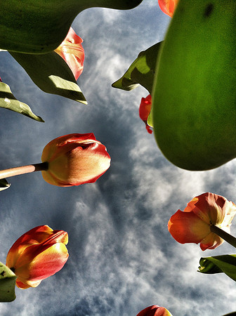 Up to the Sky ~Chicago, IL