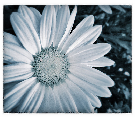 Petals ~Chicago, IL