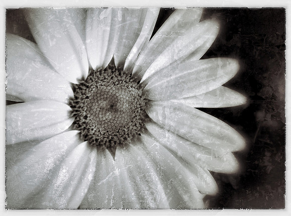 Petals ~Chicago, IL