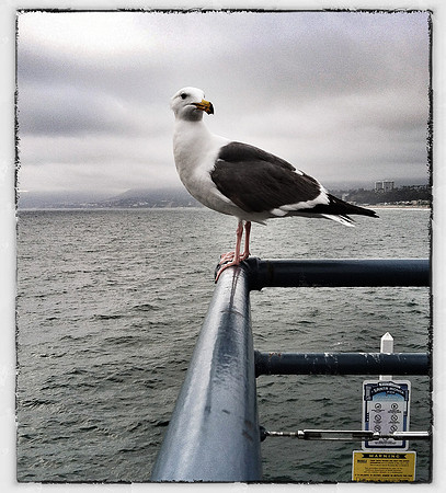On the Pier ~Santa Monica, CA