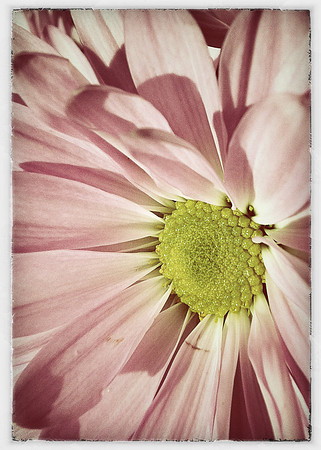 Petals ~Chicago, IL