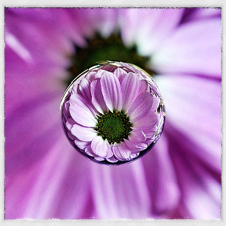 Floral Bubble ~Chicago, IL