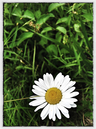 Petals ~Chicago, IL