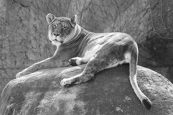 Princess Nahla  - Lincoln Park Zoo ~Chicago, IL