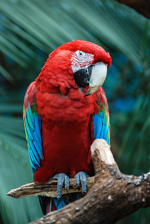 Macaw ~Brookfield, IL