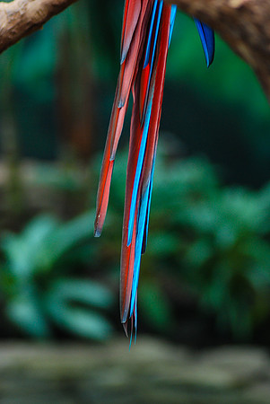 Flukes - Macaw ~Brookfield, IL