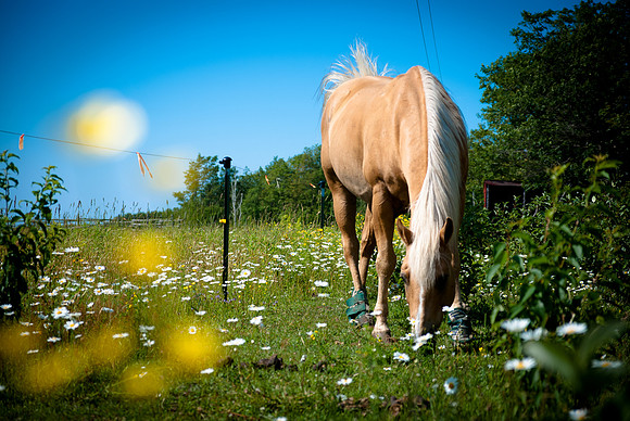Butterscotch Pony ~Houghton, MI