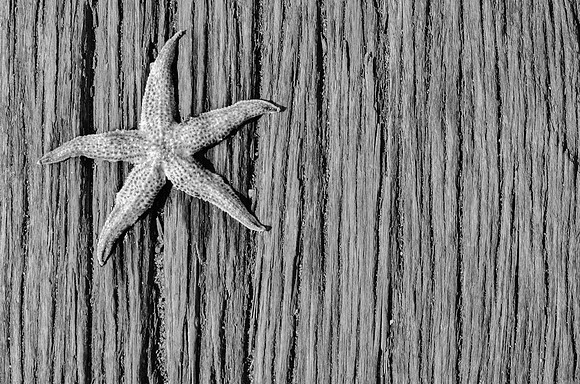 Starfish - St. Kilda Pier ~St. Kilda, Australia