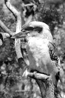Kookabura ~Melbourne, Australia