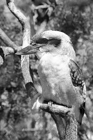 Kookabura ~Melbourne, Australia