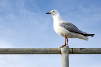 Sea Gull ~St. Kilda, Australia