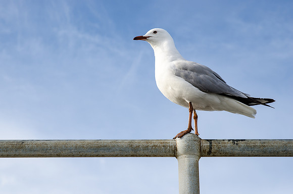 Sea Gull ~St. Kilda, Australia