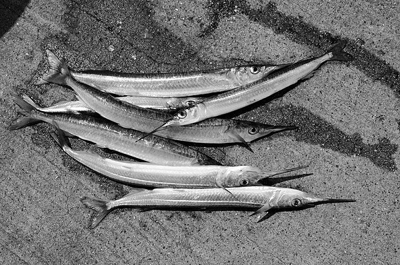 Dinner ~St. Kilda Pier ~St. Kilda, Australia