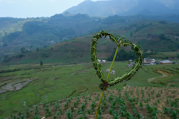 Love ~Sapa