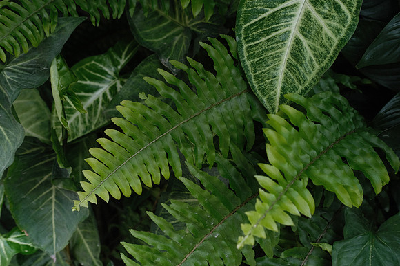 Ferns ~Lao Cai