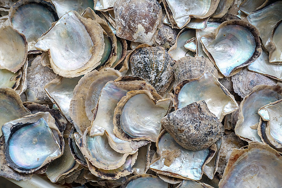 Oyster Shells ~Halong Bay
