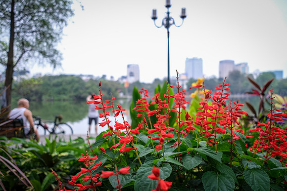 Flora of Hoan Kiem Lake ~Hanoi