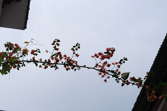 Bougainvillea ~Hanoi