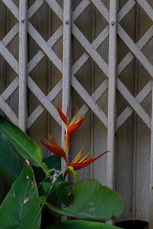 Flora of Hanoi ~Bat Trang Ceramic Village, Hanoi